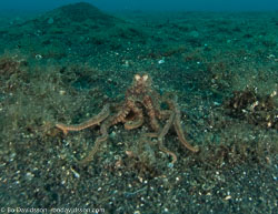 BD-090926-Lembeh-9264181-Amphioctopus-aegina-(Gray.-1849)-[Sandbird-octopus].jpg